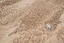 Dried Mud
