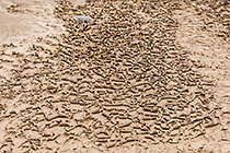 Dried Mud