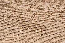 Dried Mud