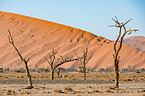 dead looking trees in riverbed in front of sand dune