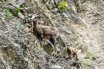 big horn sheeps on rocky slope