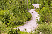 deer female with 2 fowls crossing road through pine forest