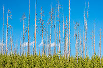 burnt pine tree standing after fire within new regeneration