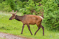 Elk