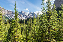 pine tree forest & mountains
