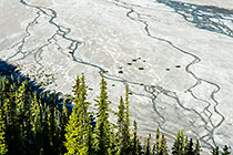 pine tree forest along river delta flowing into Peyto lake