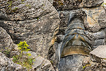 young pine tree & rock formation in Mistaya canyon
