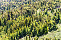 pine trees