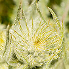 Mountain Thistle