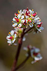 unknown crassula flowers