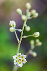 unknown white flowers