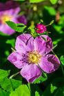 prickly rose flower & bud