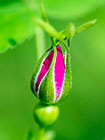 prickly rose bud