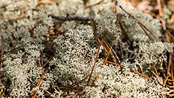 white lichens