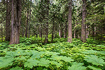 Douglas maple leaves