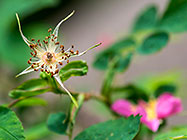prickly rose flower without petal