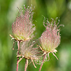 unknown flowers in fruit