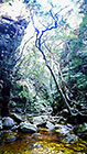 trees along mountain stream