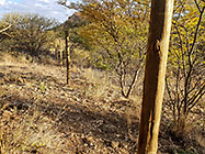 300 m fence around plot