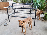 dogs near welding table
