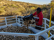 Donald loading stones for gabions in trailer
