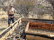 Paul laying wooden branches in Hugel garden boxes