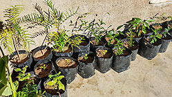 young trees in pots on deck