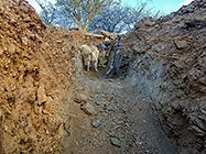 Zara dog in excavated trenches for house foundation