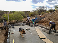 Bernard workers building house office walls with Sheba dog