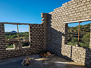Sheba & Zara dogs laying next to house brick walls