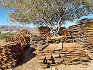 prosopis plancks at Manu sawmill