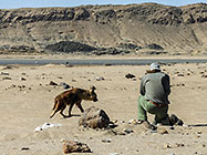 Paul taking picture of brown hyena
