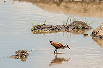 African jacana bird