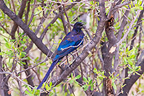 meves starling bird in tree