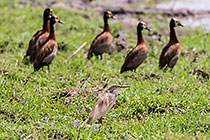 grey heron & duck birds in green grass