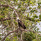 fish eagle bird in tree