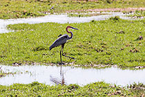 grey heron