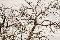 white-fronted bee-eater birds in tree