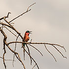 white-fronted bee-eater birds in tree