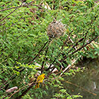 African weaver bird in tree