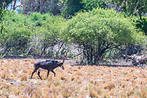 sable antilope