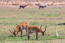 ledge antiloipes in grass