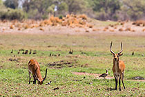 ledge antiloipes in grass