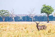 waterbuck in grass