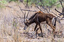 sable antilope