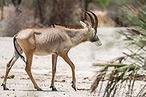 sable antilope