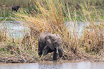 elephant in reeds in river