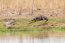 crocadile on riover bank