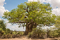 baobab tree