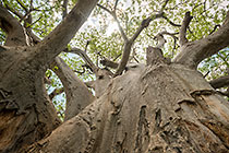 baobab tree